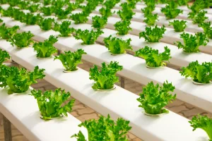 stock smart garden photo